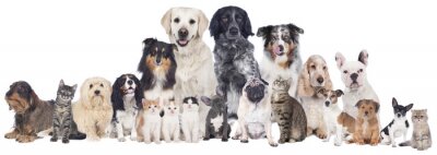 Fotobehang Honden en katten in verschillende kleuren