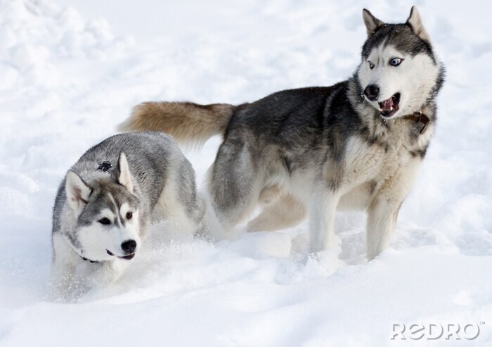 Fotobehang Honden spelen in de sneeuw