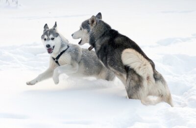 Fotobehang Honden spelend in de sneeuw