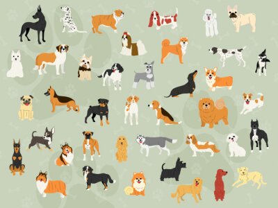 Fotobehang Honden van verschillende rassen op een groene achtergrond