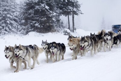 Fotobehang Hondenslee in de sneeuw