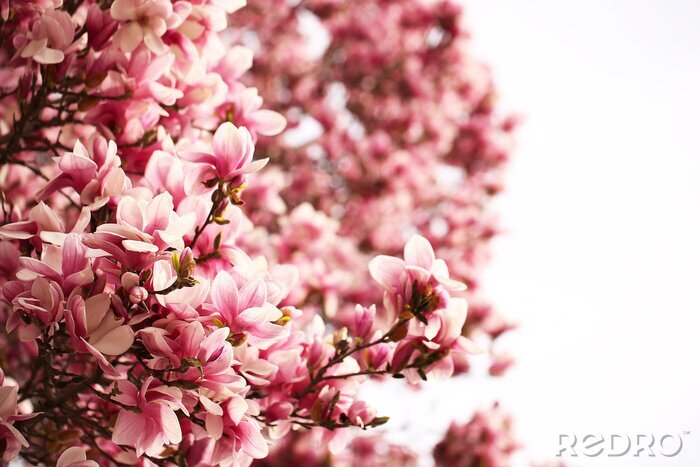 Fotobehang Honderden magnoliablaadjes