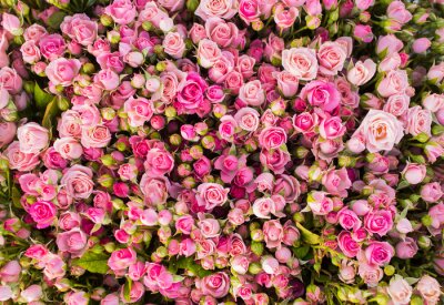 Fotobehang Honderden roze rozen