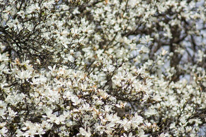 Fotobehang Honderden witte magnolia's