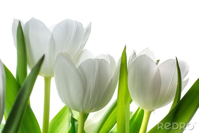 Fotobehang Hoofden van witte tulpen