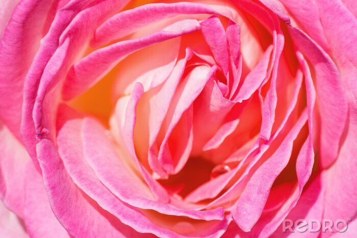 Fotobehang Hoofdje van een roze roos