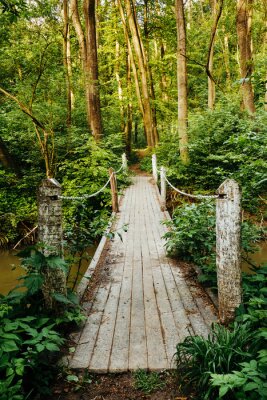 Fotobehang Houten brug in een exotisch bos