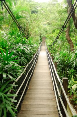 Fotobehang Houten brug over de jungle