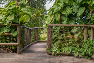 Fotobehang Houten brug tussen exotische planten