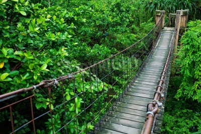 Fotobehang Houten kabelbrug in de jungle