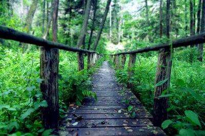 Fotobehang Houten loopbrug in het midden van het bos