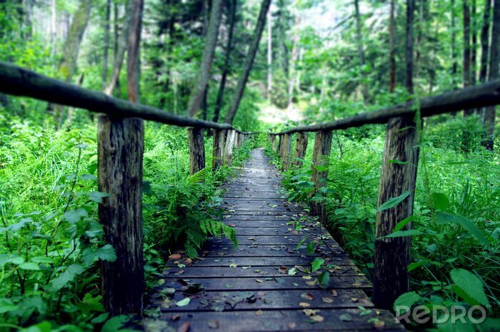 Fotobehang Houten loopbrug in het midden van het bos