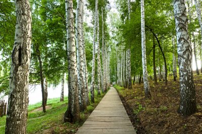 Fotobehang Houten pad door een berkenbos