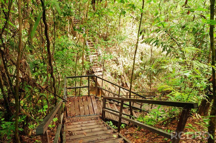 Fotobehang Houten trappen in de jungle