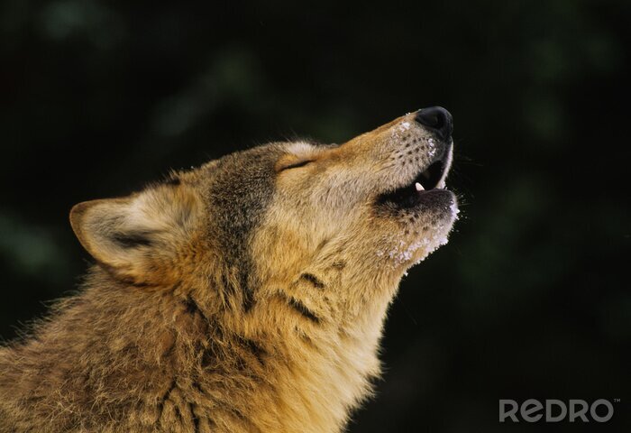 Fotobehang Huilende wolf op een achtergrond van een bos