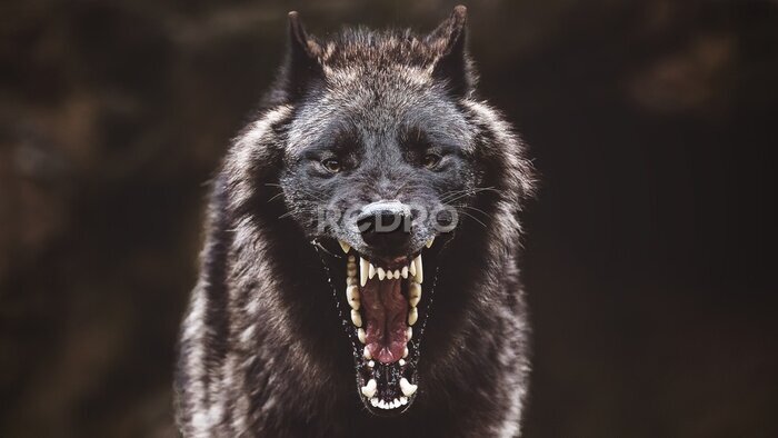 Fotobehang Huilende zwarte wolf