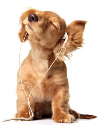 Huisdier hondje met koptelefoon