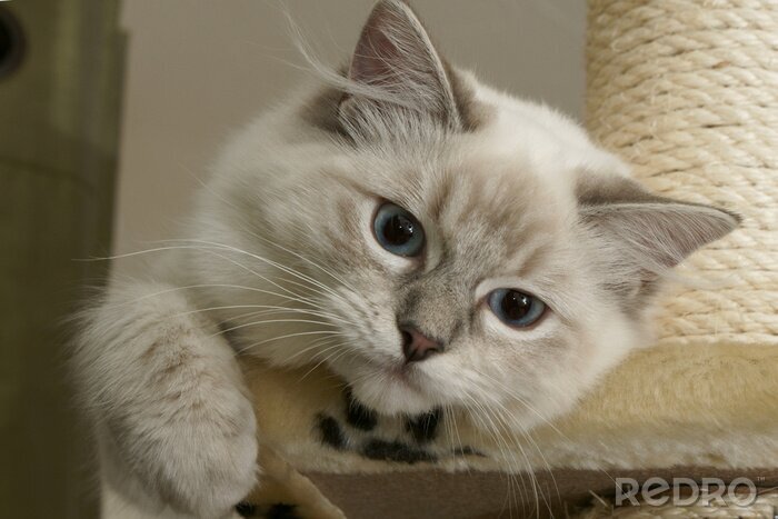 Fotobehang Huisdier kleine kitten