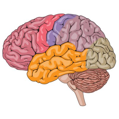 Fotobehang Human Brain Parts