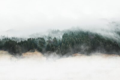 Humeurig bos in de mist