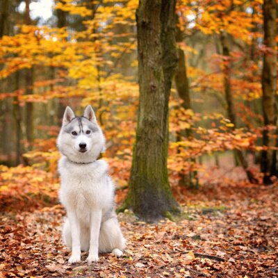 Husky in een herfstbos