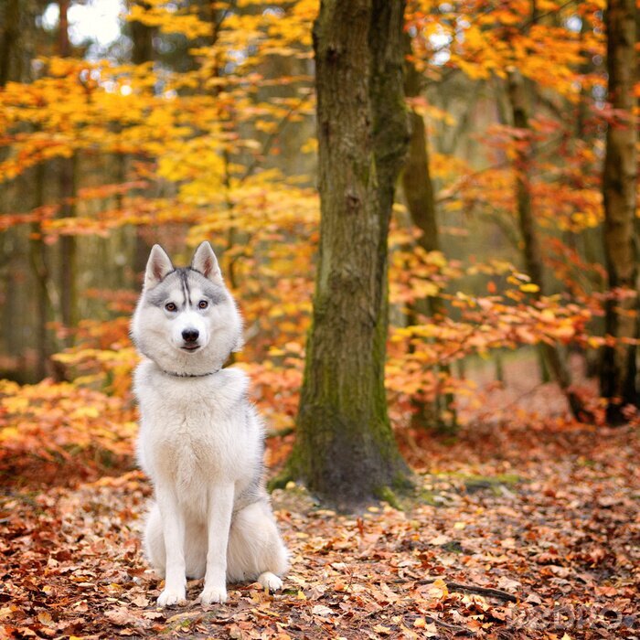 Fotobehang Husky in een herfstbos
