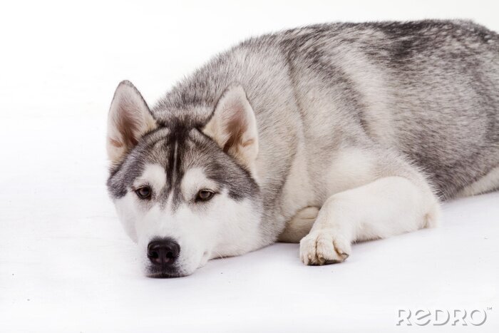 Fotobehang Husky liggend op de sneeuw