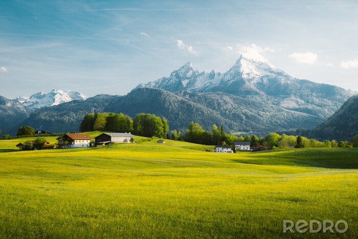 Fotobehang Idyllic landscape in the Alps with blooming meadows in springtime