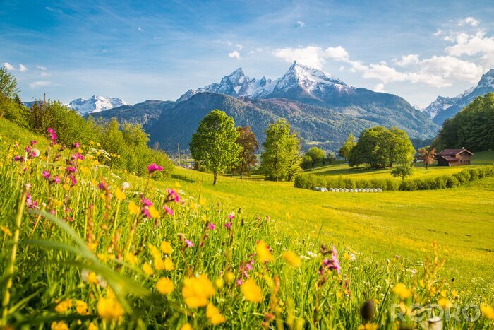 Fotobehang Idyllisch berglandschap in de Alpen met bloeiende weiden in de lente