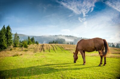 Fotobehang Idyllisch landschap met een paard