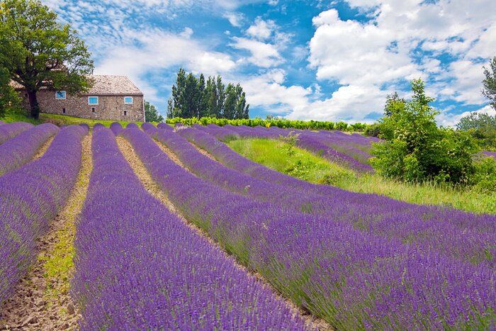 Fotobehang Idyllisch motief met lavendel