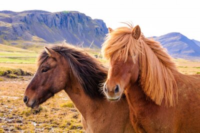 Fotobehang IJslandse dieren in de bergen