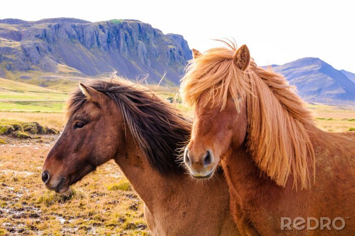 Fotobehang IJslandse dieren in de bergen
