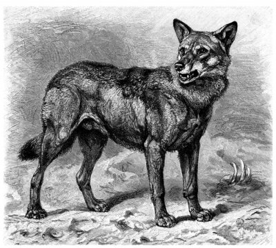 Fotobehang Illustratie met een grijze wolf