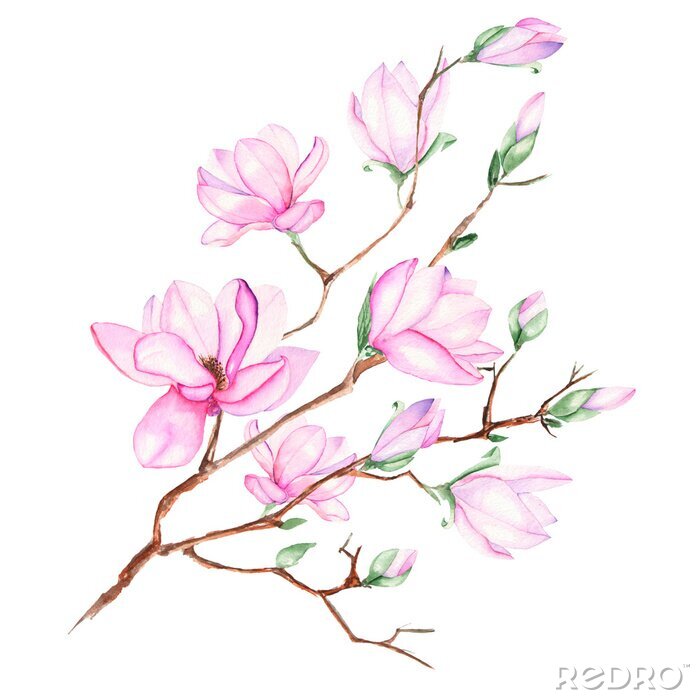 Fotobehang Illustratie met magnolia tak met roze bloemen geschilderd in waterverf op een witte achtergrond