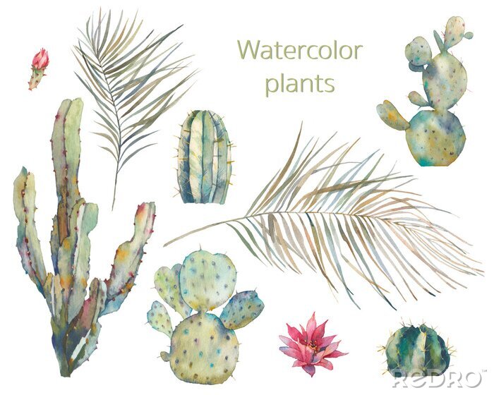 Fotobehang Illustratie van cactussen en bladeren van exotische planten