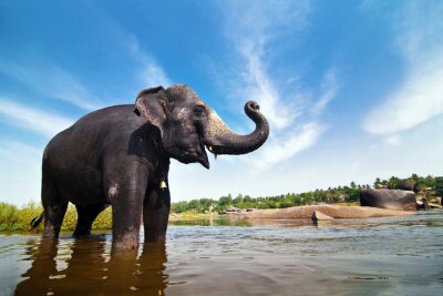 Fotobehang Indische olifant in het water