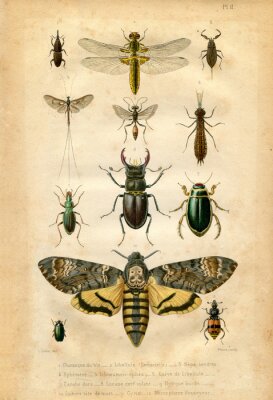 Fotobehang Insectenkaart uit vintage atlas