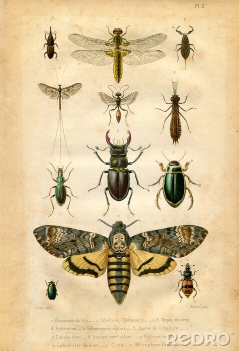 Fotobehang Insectenkaart uit vintage atlas