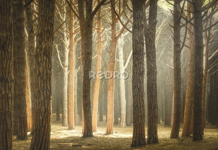 Fotobehang Italiaanse Denneboom mistige bos of dennenbos. Maremma Toscane
