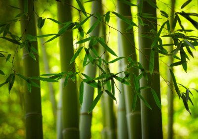 Fotobehang Japans bamboebos