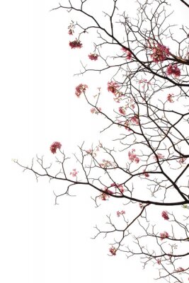 Fotobehang Japanse kersen in het vroege voorjaar
