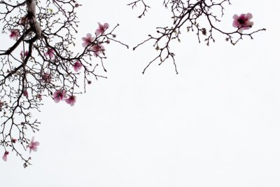 Fotobehang Japanse magnolia op een witte achtergrond