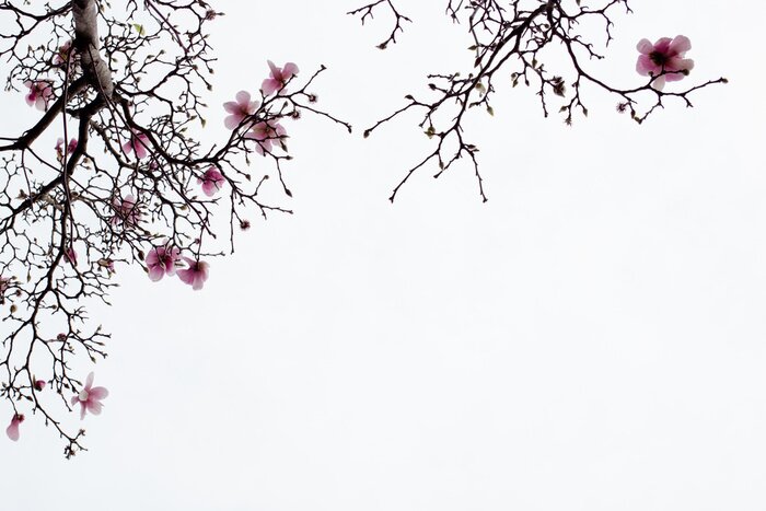 Fotobehang Japanse magnolia op een witte achtergrond