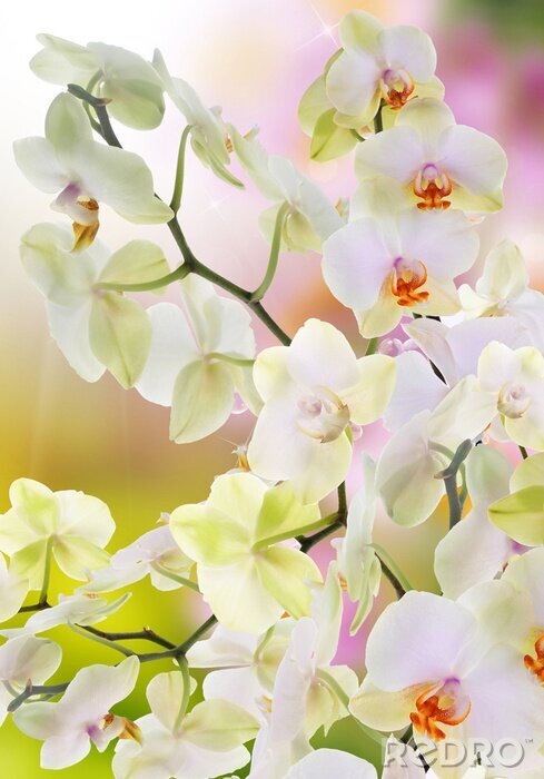 Fotobehang Japanse orchideeën in de tuin
