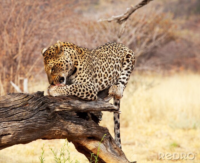 Fotobehang Jong wild dier van safari
