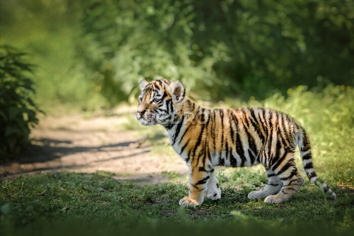 Fotobehang Jonge Bengaalse tijger in zijn natuurlijke habitat