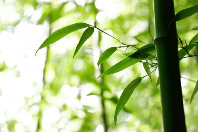 Fotobehang Jonge bladeren aan bamboe