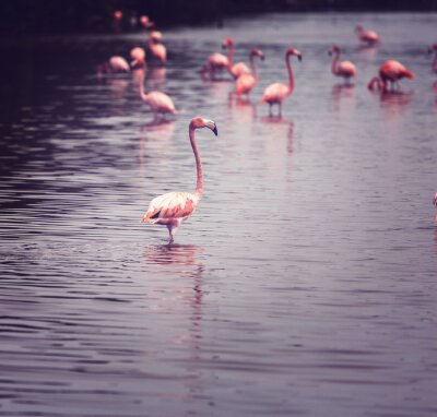 Jonge roze flamingo's in het water