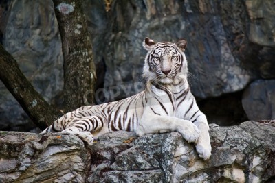Fotobehang Jonge tijger rustend op een rots